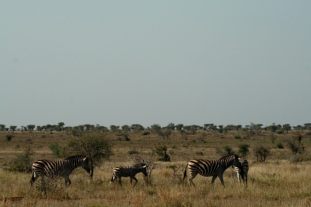 Kruger National Park 28-31 mayo 2009 1029 Kruger National Park 28-31 mayo 2009 1029