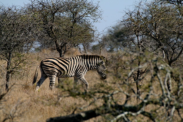 Kruger National Park 28-31 mayo 2009 1016 Kruger National Park 28-31 mayo 2009 1016