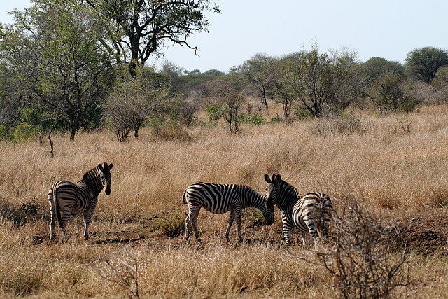Kruger National Park 28-31 mayo 2009 1093 Kruger National Park 28-31 mayo 2009 1093