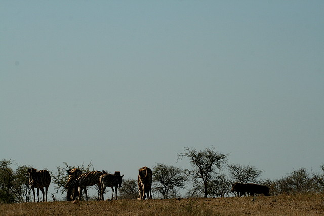Kruger National Park 28-31 mayo 2009 1018 Kruger National Park 28-31 mayo 2009 1018