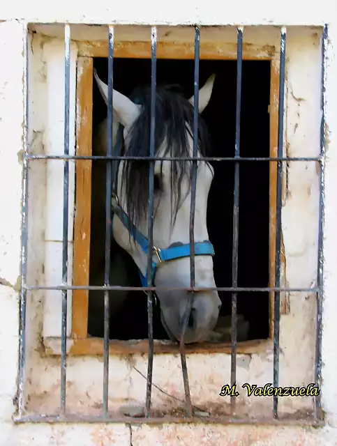 19, retrato de caballo, marca2