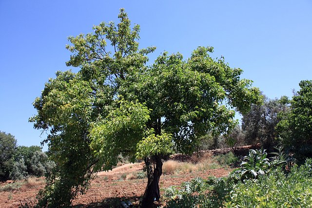 pral sanjuanero habichuela