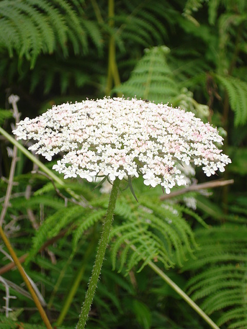 daucus carota