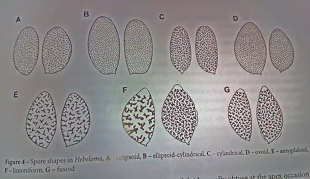 formas de las esporas en Hebeloma