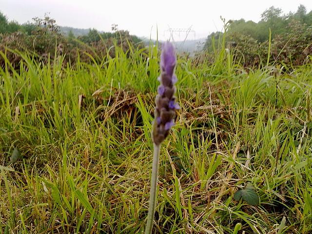 lavanda flor