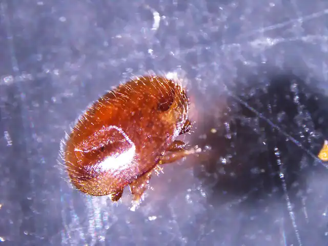 varroa mordida-colmena 8