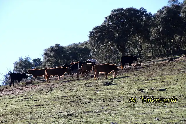 18, vacas pastando, marca