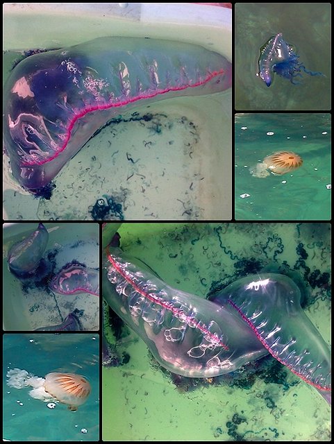 carabela portugueza medusa muy peligrosa, mortal carabela portugueza medusa muy peligrosa, mortal