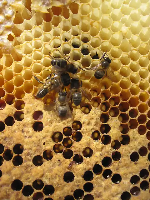 abejas