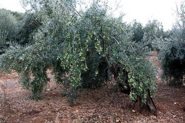 016, la oliva renace