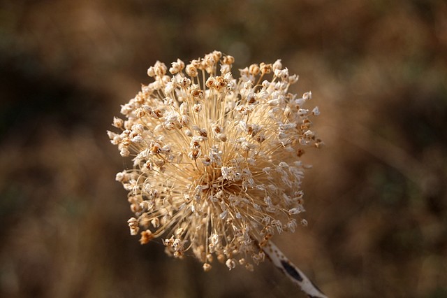 004, flor seca