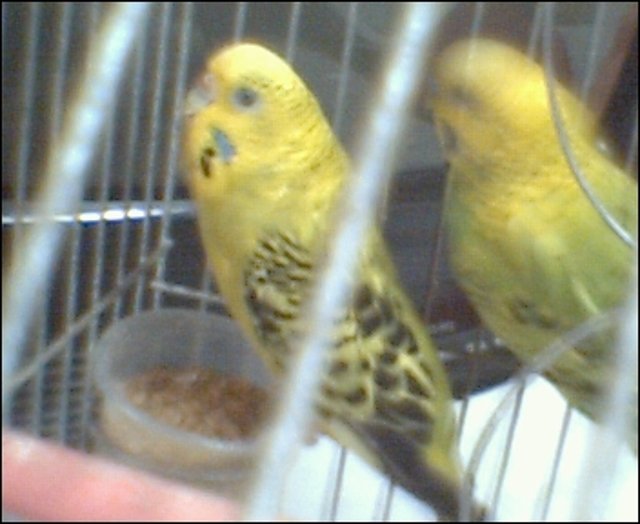 PERICA1 PERICA1