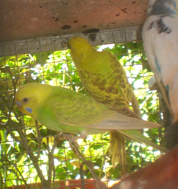 pericos 075