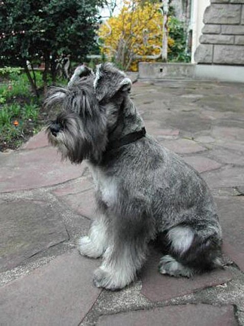 schnauzer-miniatura1