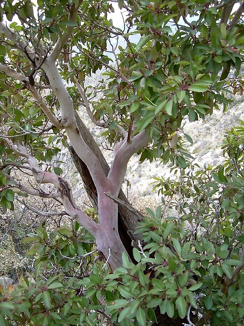 arbutus-xalapensis