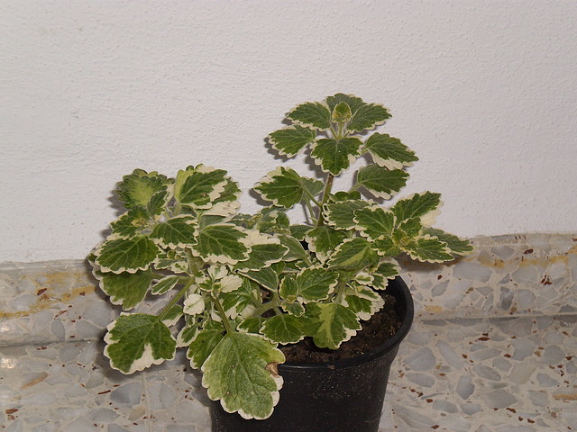 P2200066 P2200066