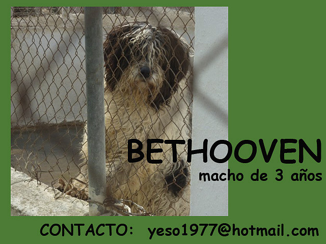 BETHOOVEN Alicante