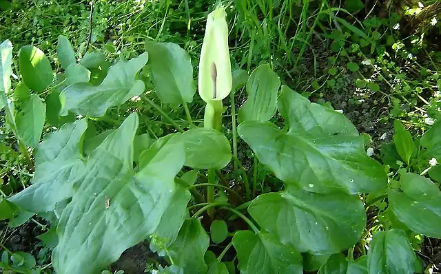 arum cylindraceum