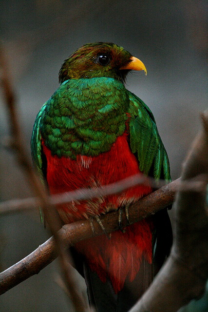 Zoo de Barcelona 23-01-11 316 Zoo de Barcelona 23-01-11 316