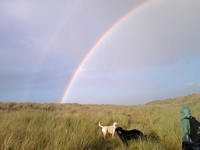 perros+puente+arcoiris