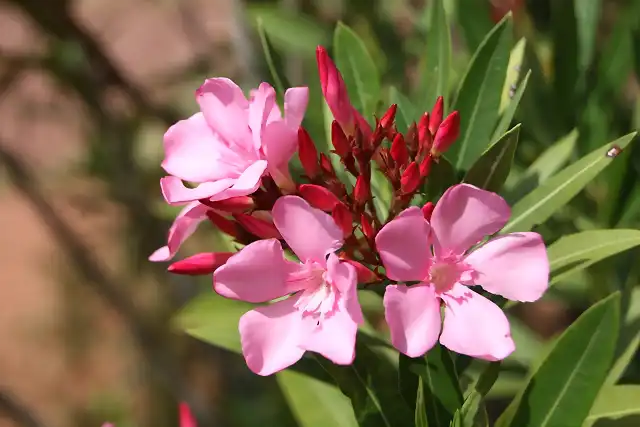 014, flor de la adelfa