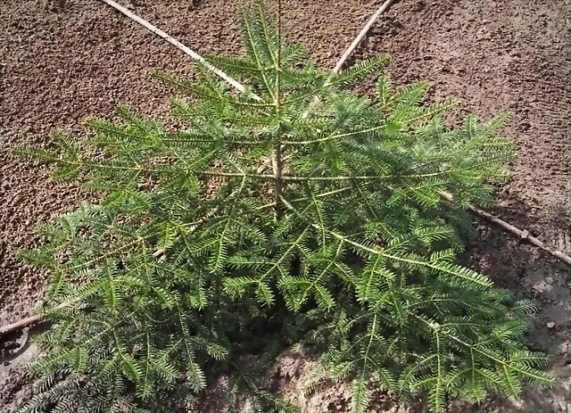 abeto