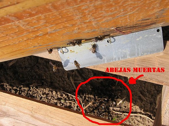 abejas muertas