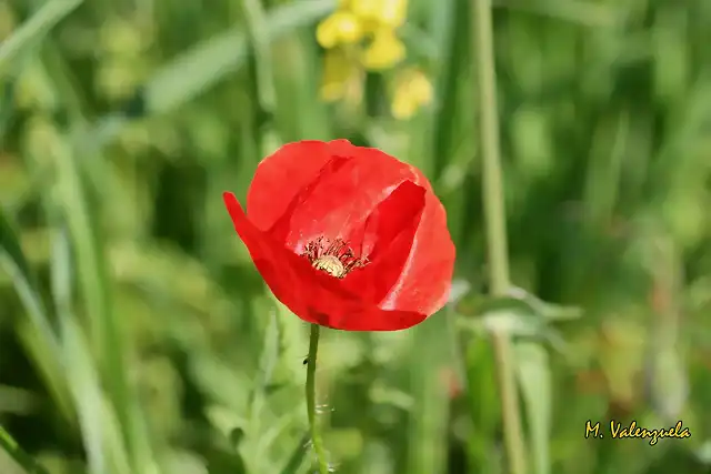 022, amapola, marca