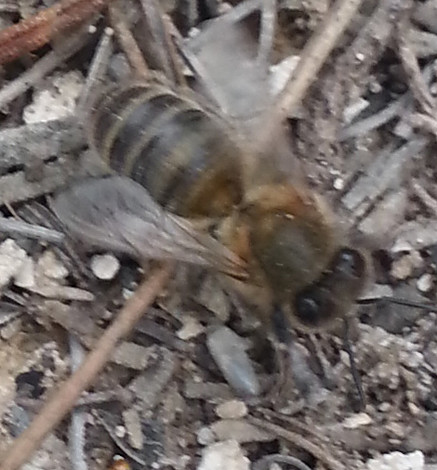 abeja5