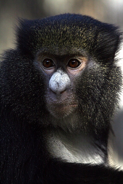 Zoo de Barcelona 20-12-2010 024 Zoo de Barcelona 20-12-2010 024