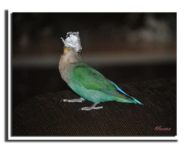 185-AFVA-El-pajaro-de-la-mascara-de-hierro--SUSANA