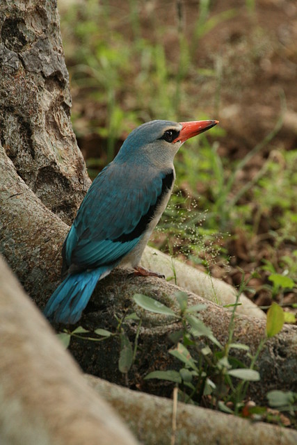 Johannesburg Kruger març 2009 1096 Johannesburg Kruger març 2009 1096