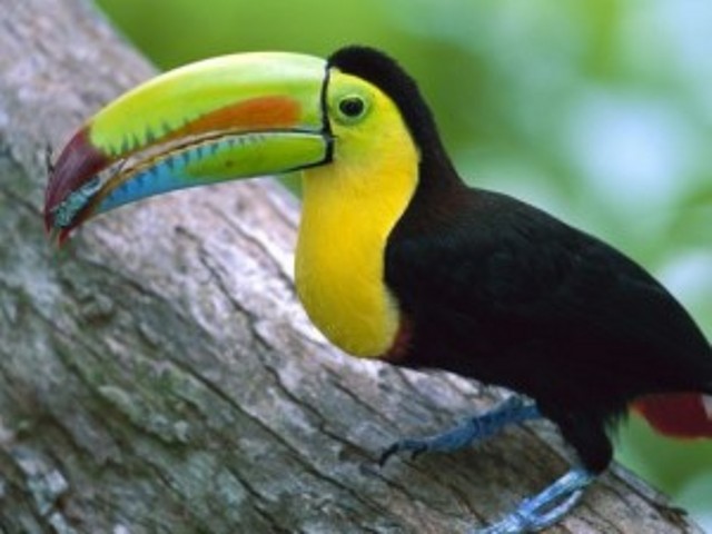 mini_kell-billed_toucan__barro_colorado_island__panama-1600-x1200-300x225