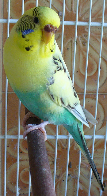 Periquita-Pluma
