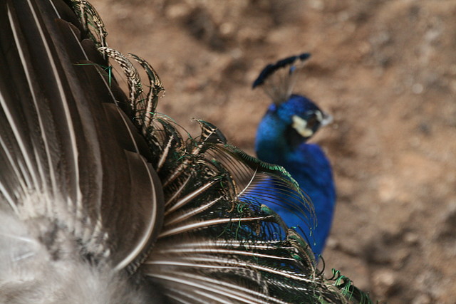 Zoo de Barcelona 12-12-2010 781 Zoo de Barcelona 12-12-2010 781