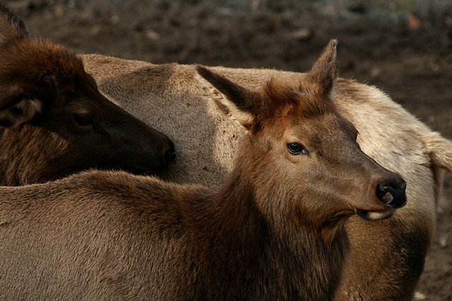 Zoo de Barcelona 12-12-2010 834 Zoo de Barcelona 12-12-2010 834
