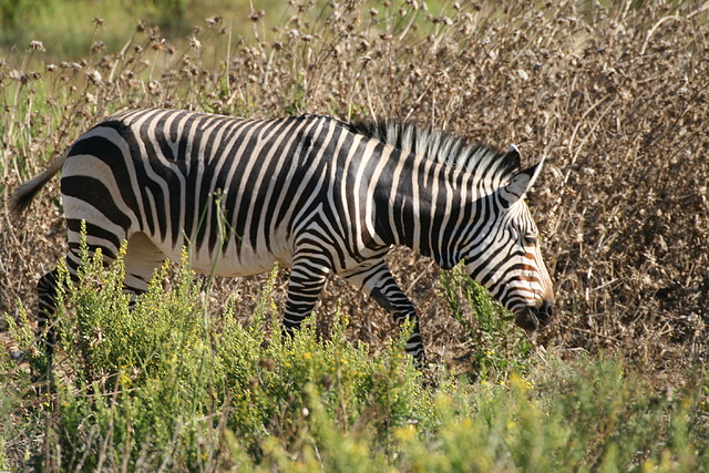 Zoo Lunaret + Sigean 18 i 19-09-10 1255 Zoo Lunaret + Sigean 18 i 19-09-10 1255