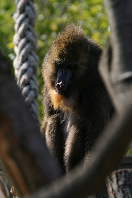 Zoo de Barcelona 17-03-11 002