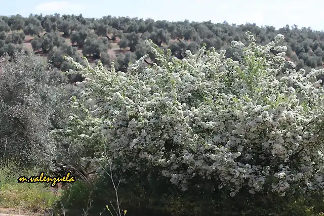 08, espino en flor, marca