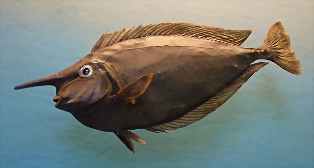 Naso tuberosus (15-9-21 Naturhistorisches Museum Wien) Naso tuberosus (15-9-21 Naturhistorisches Museum Wien)