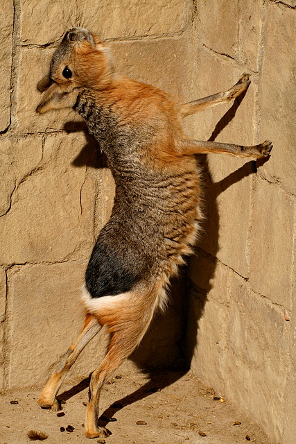 Zoo de Barcelona 23-01-11 534 Zoo de Barcelona 23-01-11 534