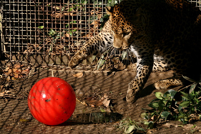 Zoo de Barcelona 23-01-11 654 Zoo de Barcelona 23-01-11 654