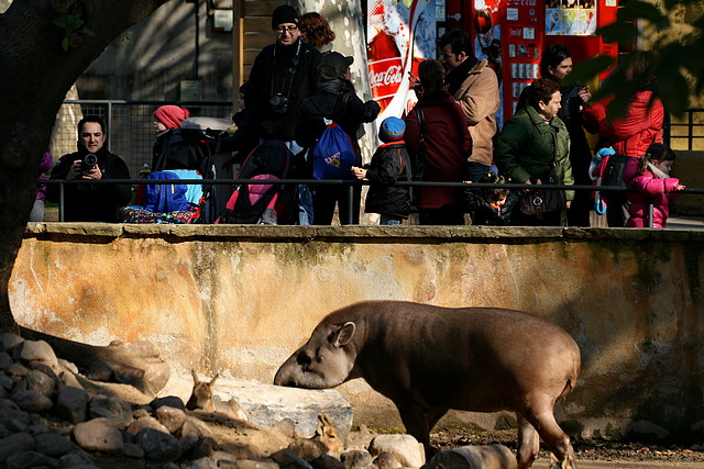Zoo de Barcelona 23-01-11 590 Zoo de Barcelona 23-01-11 590
