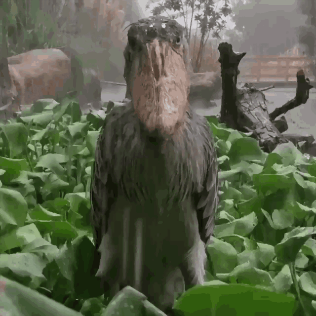 shoebill-bird