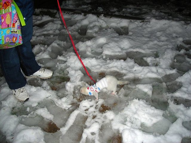 Aloma de passeig a la neu