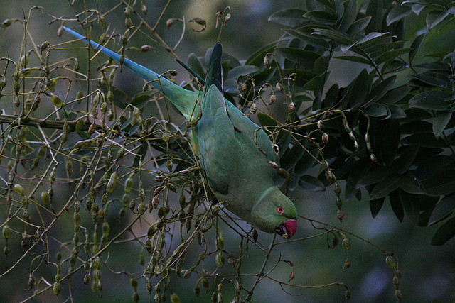 Zoo de Barcelona 01-12-2010 315 Zoo de Barcelona 01-12-2010 315