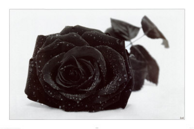 14815~Gothic-Rose-Posters