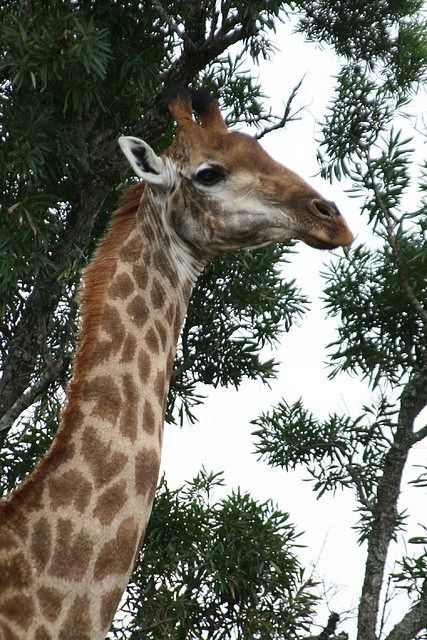 Ithala Game Reserve 1-05-09 175 Ithala Game Reserve 1-05-09 175