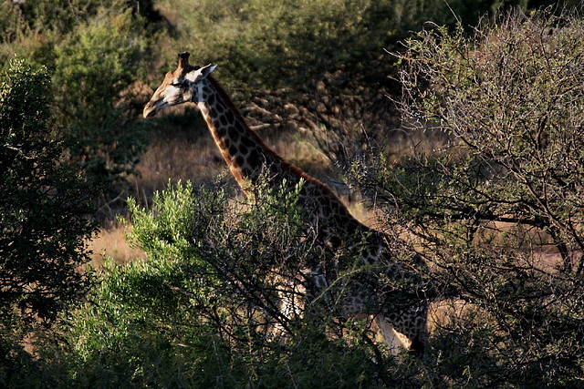 Marakele National Park 25-04-09 048 Marakele National Park 25-04-09 048