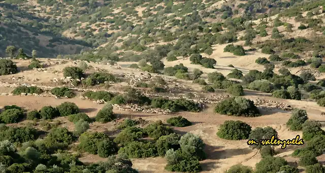 17, LAS OVEJAS CAMINO DEL RO, MARCA